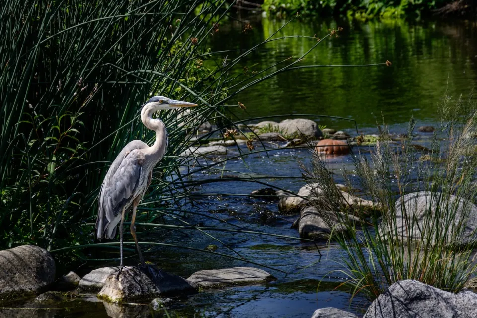 Blue heron stands on rock in Los Angeles River with green reeds in background.